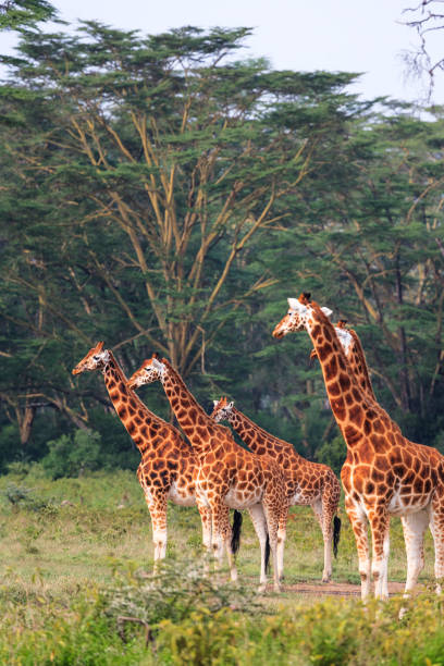 istock Few giraffe in Nakuru park. Nakuru, Kenya 927068590