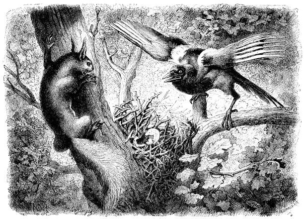 illustrazioni stock, clip art, cartoni animati e icone di tendenza di incisione vittoriana di una gazza che protegge il suo nido da uno scoiattolo predatore; uccelli del xix secolo e storia naturale 1882 - gazza ladra