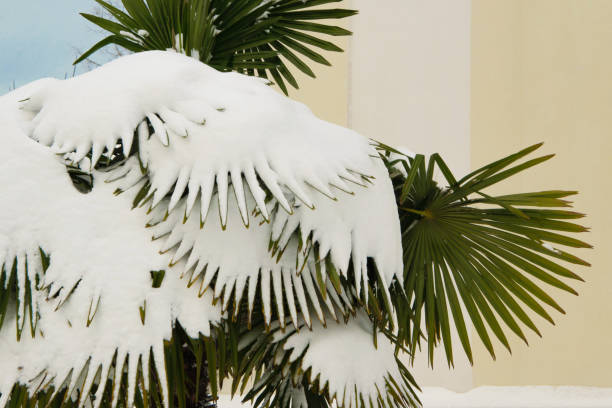 istock Tropical palm covered by snow, cold weather concept 927069150