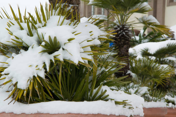 istock Tropical palms covered by snow, cold weather concept 927069168