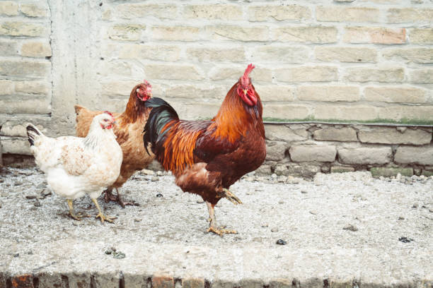 istock Colorful rooster walking around the yard 927071708