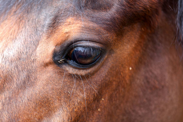 istock Horse eye closeup 927072402