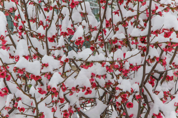 istock Close Up of blossom tree covered with snow 927072428