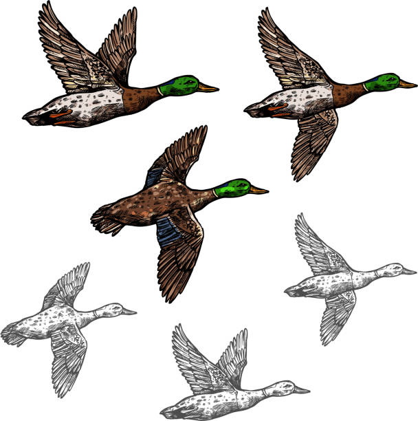 Mallard duck vector sketch wild bird icon Duck mallard wild bird vector sketch icon. Drake duck flying symbol for wildlife fauna and zoology or hunting sport team trophy symbol and nature zoo adventure club design mallard duck stock illustrations