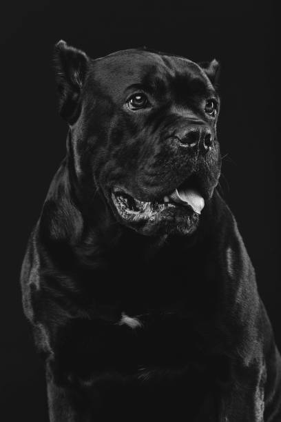 istock beautiful dog dog dog 927072978