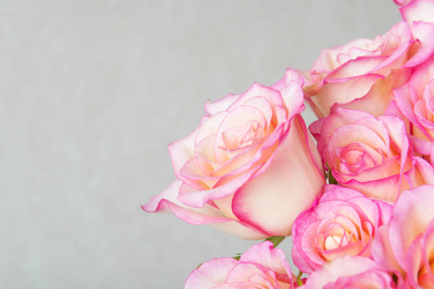 istock Beautiful pink roses background 927076986