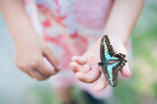 Butterfly caught in the hands of children