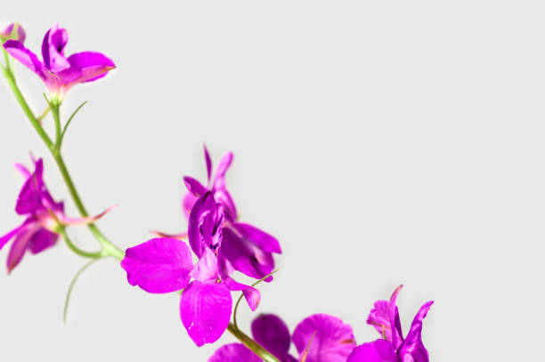 istock Lilac flower on a gray background 927077320
