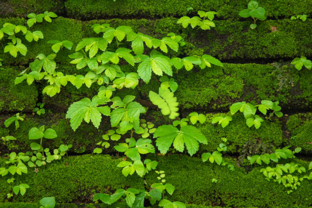 Green moss growing on old brick wall, Evergreen green moss at primitive forest