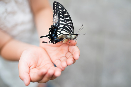 Butterfly caught in the hands of children