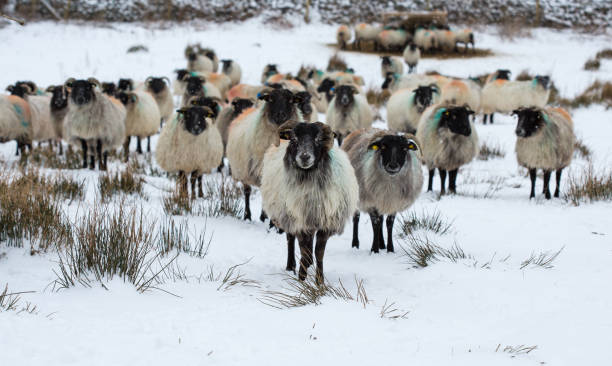 istock Flock of sheep in snow 927080628
