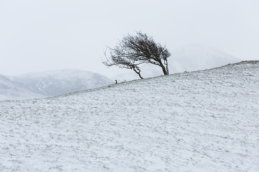 Two small windswept trees on a snowy hillside in Ireland