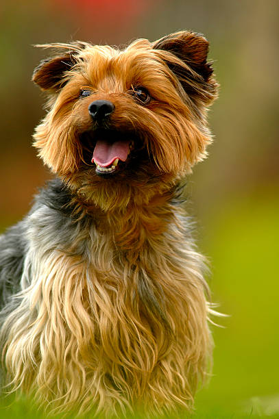 Yorkshire terrier - foto stock