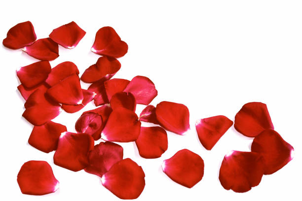 red rose petals - 2333 imagens e fotografias de stock