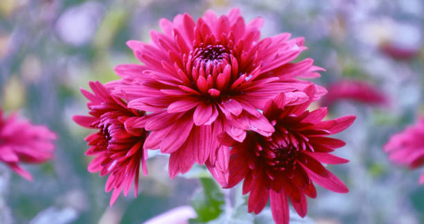 istock Colorful chrysanthemum flowers 927081090