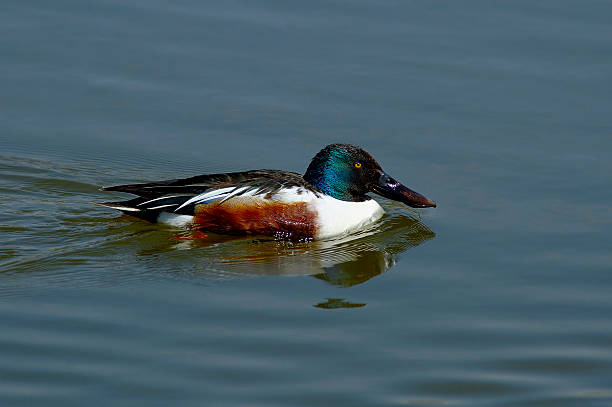 Anatra Shoveler - foto stock