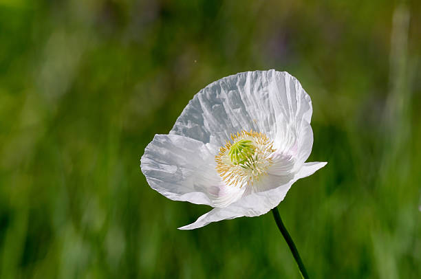 Papavero da oppio (papaver somniferum - foto stock