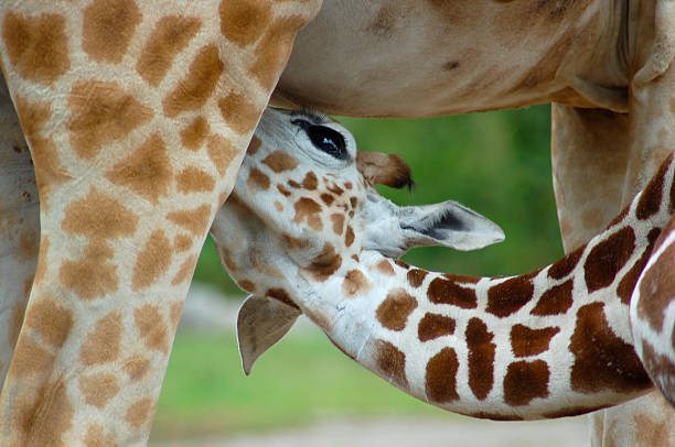 istock Young Giraffe feeding from mother, Chester Zoo 92708349