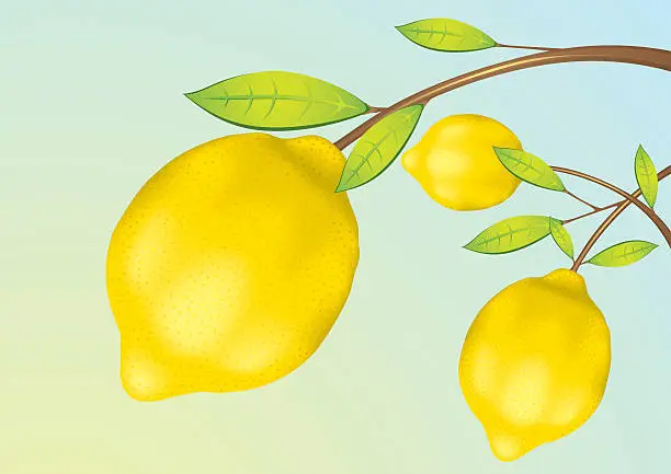 Vector illustration of Lemon - Fruits