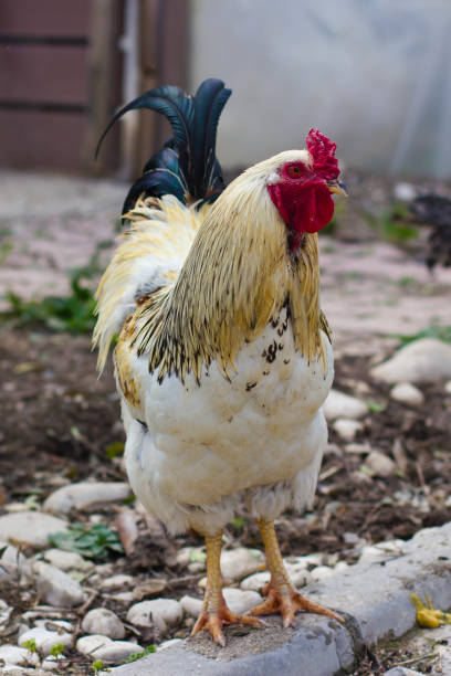 istock White cock with a blue tail and red crest. 927084044