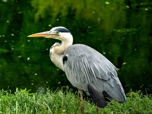 istock Grey Heron Standing Beside Body of Water 927084116