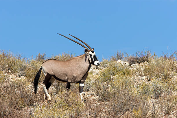 Gemsbok stock photo