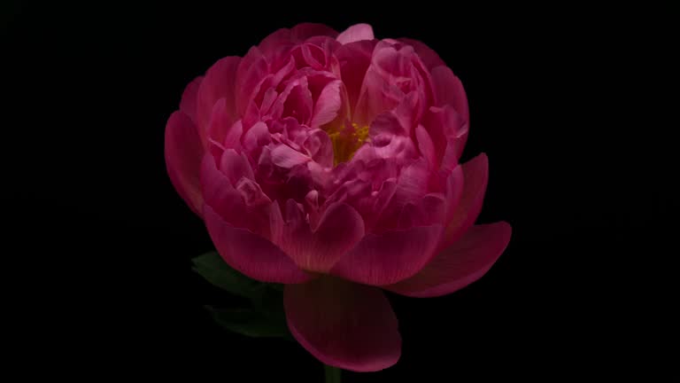 Peony Blooming