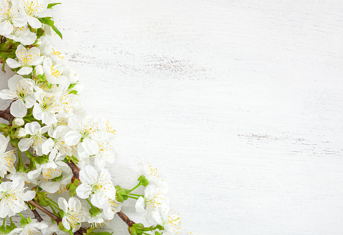 White wooden shabby background with flowering cherry branches.