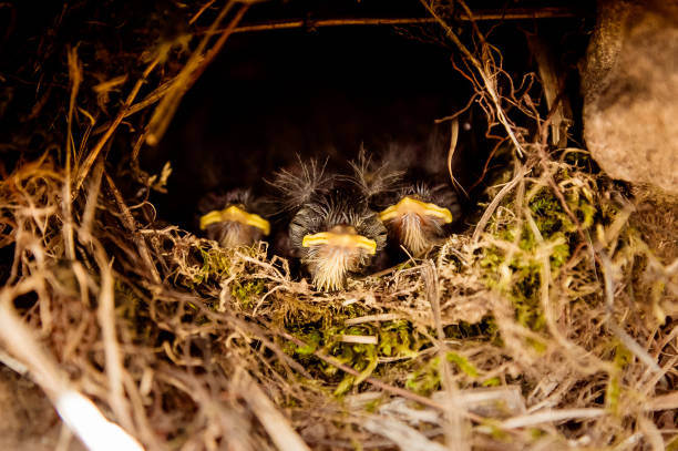 three baby birds in the nest - cheeper imagens e fotografias de stock
