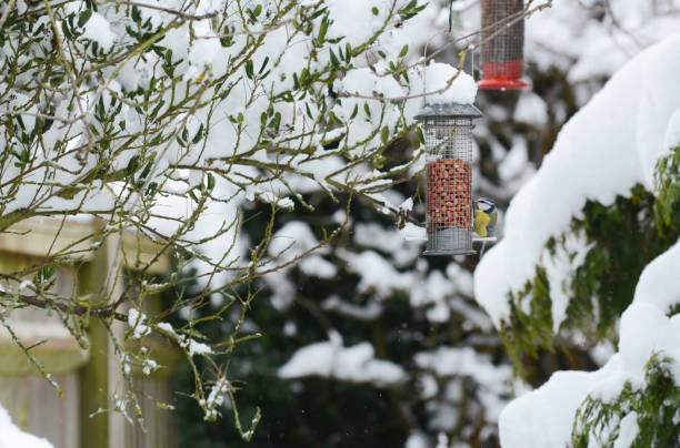 istock Blue tit takes peanuts from bird feeder in winter 927098438
