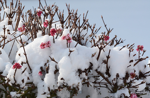 Pink flowers of deciduous viburnum shrub covered in fresh snow in winter, against a blue sky