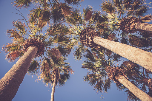 Palms swaying in the sky, sunset, low angle view; Tenerife. Nikon d850.