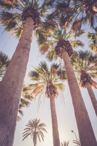 istock Palms swaying in the sky 927104244