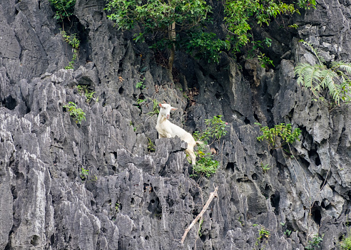 White young goat climbing on limestone mountain