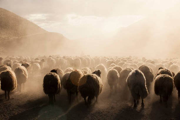 un troupeau de moutons - gardien de moutons photos et images de collection