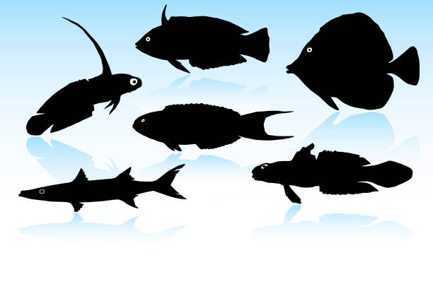 Fish Silhouettes A selection of detailed fish silhouettes of the indo-pacific. blennies stock illustrations