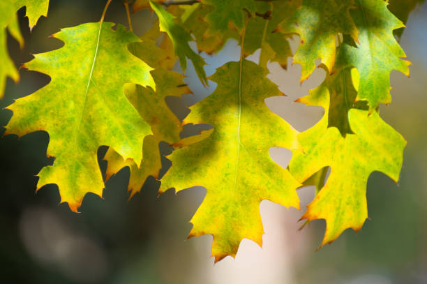 istock Beautiful colorful autumn leaves 927113652
