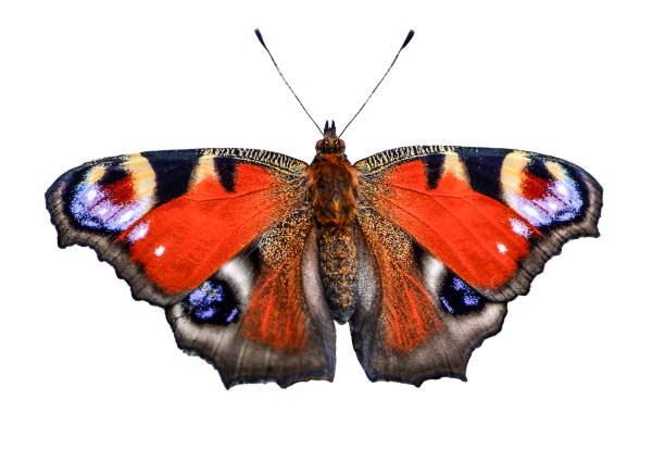 Peacock butterfly (Inachis io) isolated on a white background Beautiful bright peacock butterfly (Inachis io) fully wing stretching with spots eyes on its wings isolated on a white background small tortoiseshell butterfly stock pictures, royalty-free photos & images