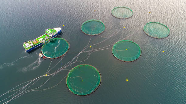 istock Salmon fish farm. Bergen, Norway. 927116680