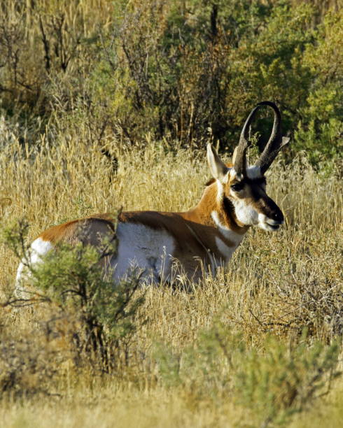 istock Pronghorn Buck 927116946