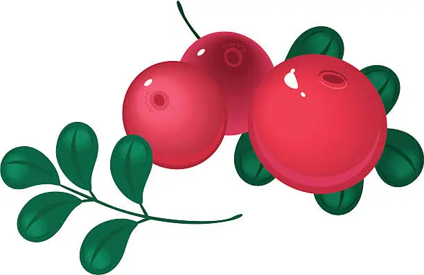 Vector illustration of cranberry