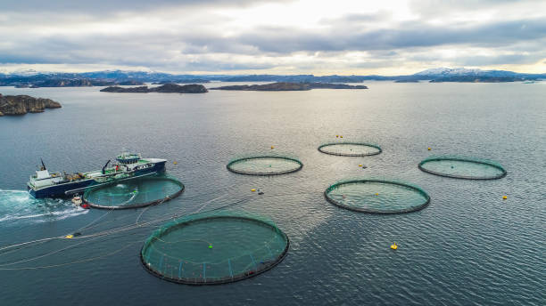 istock Salmon fish farm. Bergen, Norway. 927117642