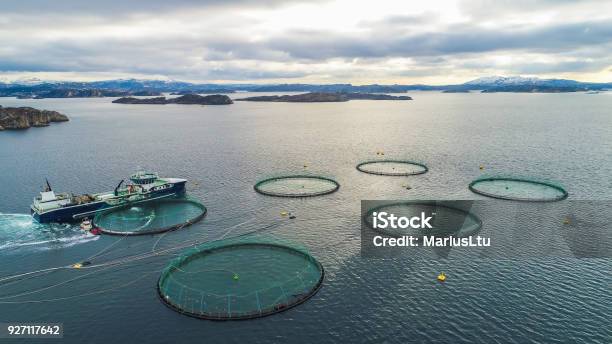 Salmon Fish Farm Bergen Norway Stock Photo - Download Image Now - Fish Farm, Salmon - Animal, Salmon - Seafood