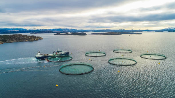 istock Salmon fish farm. Bergen, Norway. 927119164