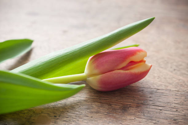 istock orange tulip on wooden background 927120778