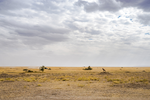 wildlife Landscape  in tanzania