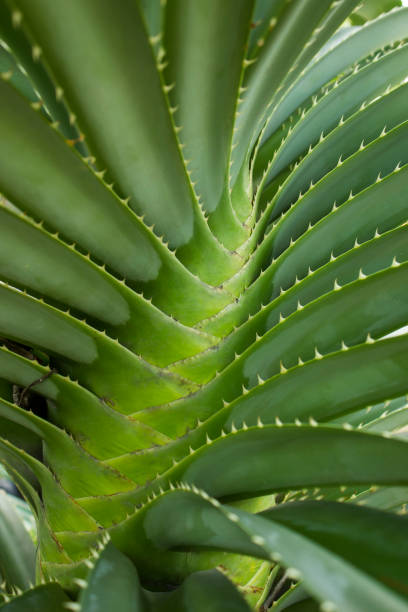 istock Abstract background of the growths 927120782