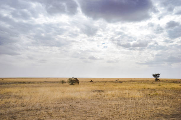 wildlife Landscape  in tanzania