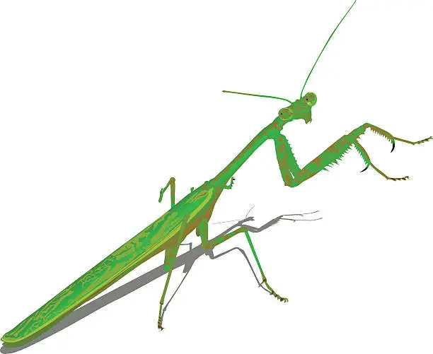 Vector illustration of Praying Mantis (Vector)