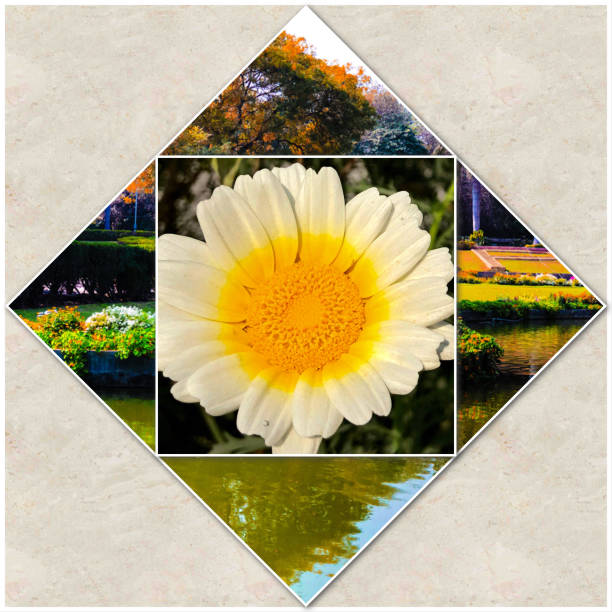 istock Beautiful flowers collage 927121570